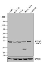 Annexin A2 Antibody in Western Blot (WB)