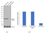 Annexin A2 Antibody in Western Blot (WB)