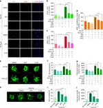 BrdU Antibody in Immunocytochemistry (ICC/IF)