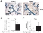 BrdU Antibody in Immunohistochemistry (IHC)