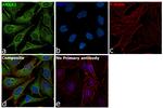 Annexin A2 Antibody in Immunocytochemistry (ICC/IF)