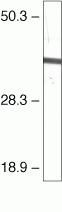 Annexin A2 Antibody in Western Blot (WB)