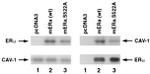 Caveolin 1 Antibody in Western Blot (WB)