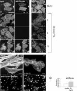 Caveolin 1 Antibody in Immunocytochemistry (ICC/IF)