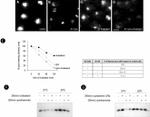 Caveolin 1 Antibody in Western Blot, Immunocytochemistry, Immunoprecipitation (WB, ICC/IF, IP)