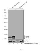 Caveolin 1 Antibody in Western Blot (WB)