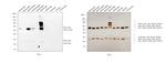 Mouse IgG (H+L) Secondary Antibody in Western Blot (WB)