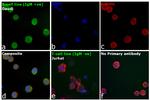 Human IgM (Heavy chain) Secondary Antibody in Immunocytochemistry (ICC/IF)