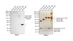 Human IgM (Heavy chain) Secondary Antibody in Western Blot (WB)