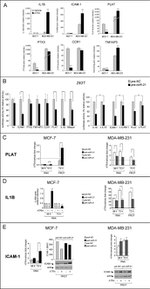 ICAM-1 Antibody in Western Blot, Flow Cytometry (WB, Flow)