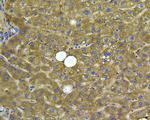 Albumin Antibody in Immunohistochemistry (Paraffin) (IHC (P))