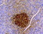 Insulin B Chain Antibody in Immunohistochemistry (Paraffin) (IHC (P))