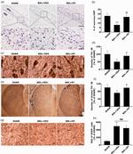 GFAP Antibody in Immunohistochemistry (IHC)