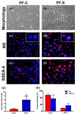 SSEA4 Antibody in Immunocytochemistry (ICC/IF)