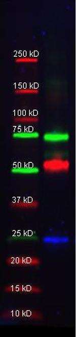 alpha-1-Anti-Trypsin Antibody in Western Blot (WB)