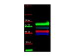 alpha-1-Anti-Trypsin Antibody in Western Blot (WB)