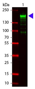 alpha-2-Macroglobulin Antibody in Western Blot (WB)