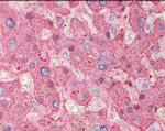 Fibrinogen Antibody in Immunohistochemistry (Paraffin) (IHC (P))