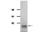 Aldolase Antibody in Western Blot (WB)