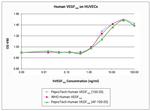 Human VEGF-165 Protein in Functional Assay (Functional)