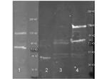 Adenosine Deaminase Antibody in Western Blot (WB)