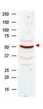 Cyclin B1 Antibody in Western Blot (WB)