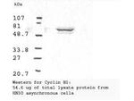 Cyclin B1 Antibody in Western Blot (WB)