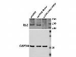 p130 Rb2 Antibody in Western Blot (WB)