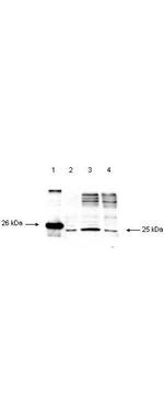 Smac/Diablo Antibody in Western Blot (WB)