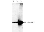 Smac/Diablo Antibody in Western Blot (WB)