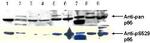 Phospho-NFkB (RelA) (Ser276) Antibody in Western Blot (WB)