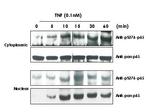 Phospho-NFkB (RelA) (Ser276) Antibody in Western Blot (WB)