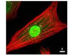 AKT Antibody in Immunocytochemistry (ICC/IF)