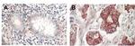 AKT Antibody in Immunohistochemistry (Paraffin) (IHC (P))