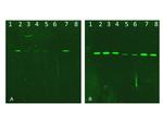 AKT Antibody in Western Blot (WB)