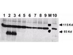 NOTCH 1 Antibody in Western Blot (WB)