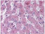 NOTCH 2 Antibody in Immunohistochemistry (Paraffin) (IHC (P))