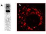 Sars-Cov Nonstructural Protein 8 Antibody in Immunoprecipitation (IP)