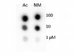 Histone H4 Antibody in Dot Blot (DB)