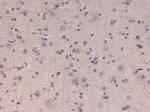 Kinesin-1 Antibody in Immunohistochemistry (IHC)