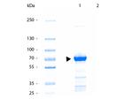 Kinesin-1 Antibody in SDS-PAGE (SDS-PAGE)