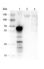 Kinesin-1 Antibody in Western Blot (WB)