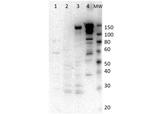 Myosin-6 Antibody in Western Blot (WB)