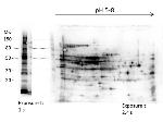 E.coli Combined HCP Antibody in Western Blot (WB)