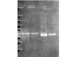 Ovalbumin Antibody in Western Blot (WB)