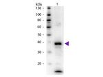 Arginase Antibody in Western Blot (WB)