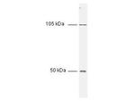 NFkB p50 Antibody in Western Blot (WB)