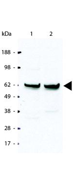 NFkB p65 Antibody in Western Blot (WB)