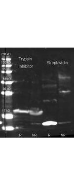 Trypsin Inhibitor Antibody in Western Blot (WB)