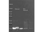 Trypsin Inhibitor Antibody in Western Blot (WB)